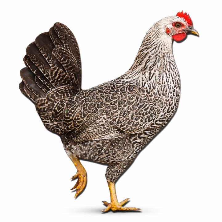 அசல் நாட்டு கோழி (குப்பை கோழி – உயிருடன்)