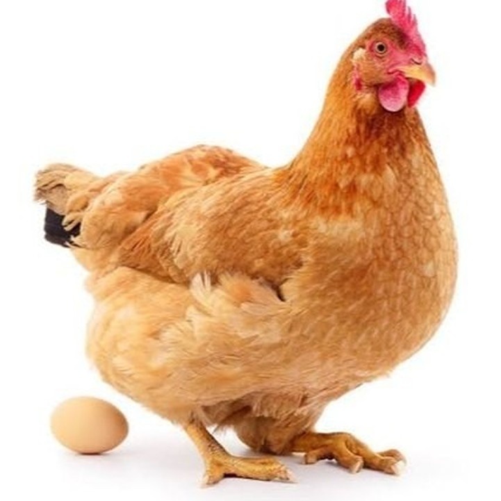 நாட்டு கோழி (உயிருடன்)